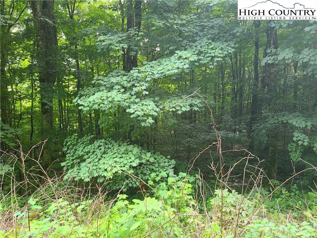 Image number 4 for the current listing