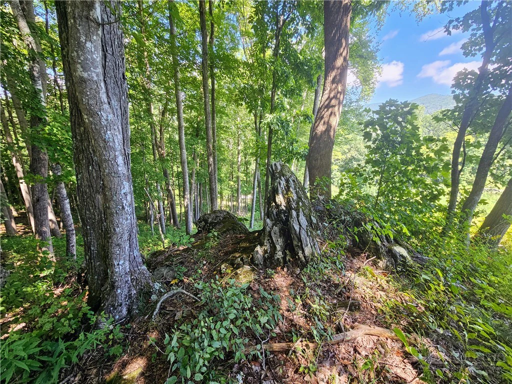 Image number 12 for the current listing
