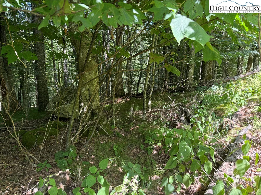 Image number 12 for the current listing