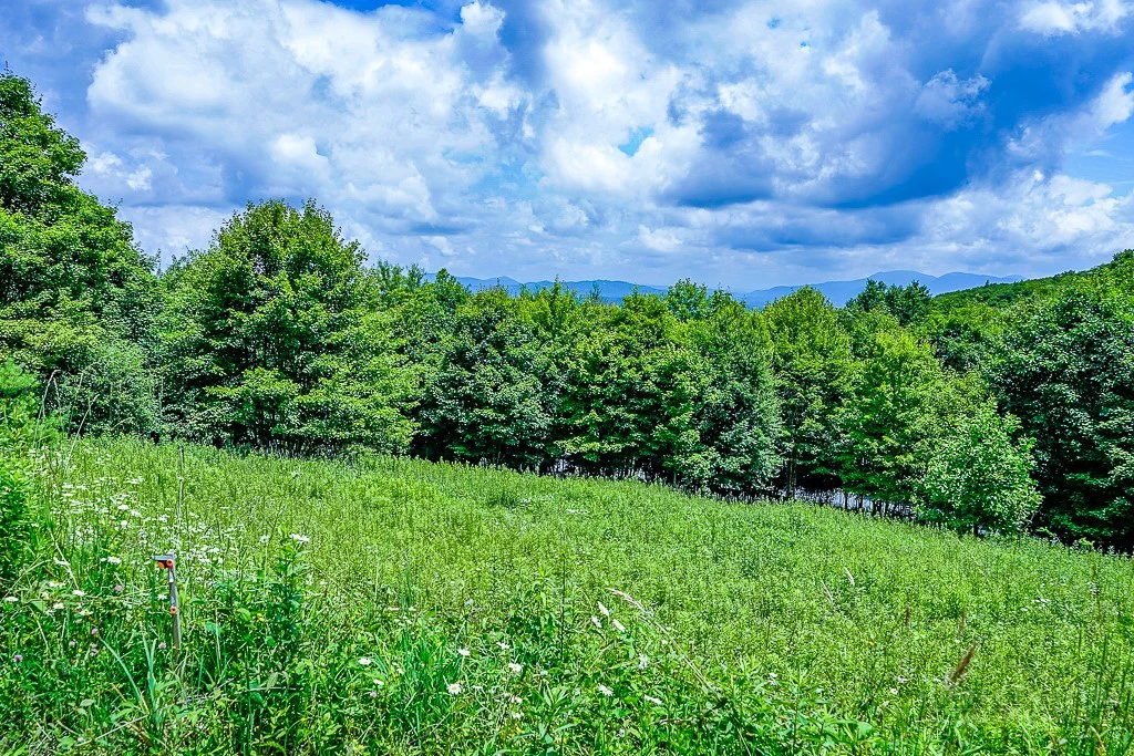Image number 1 for the current listing