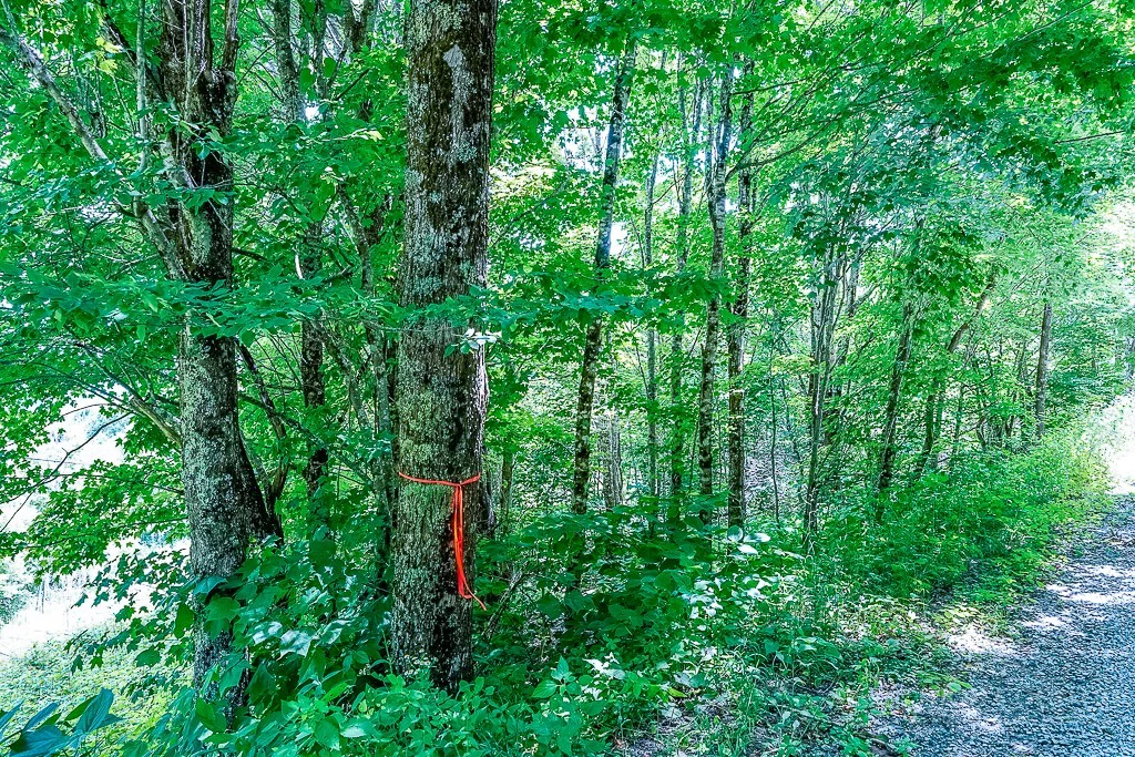 Image number 9 for the current listing