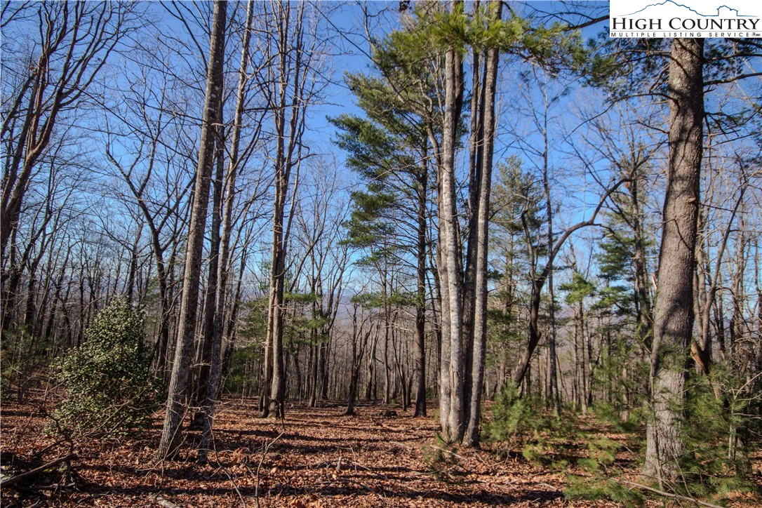 Image number 7 for the current listing