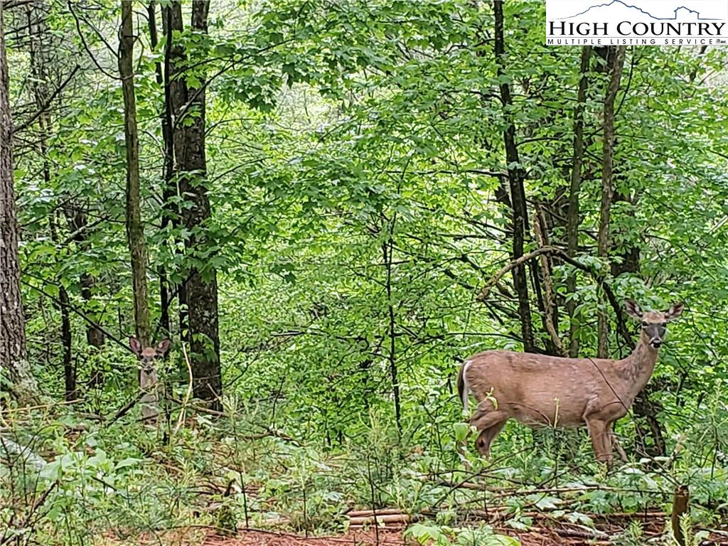 Image number 4 for the current listing