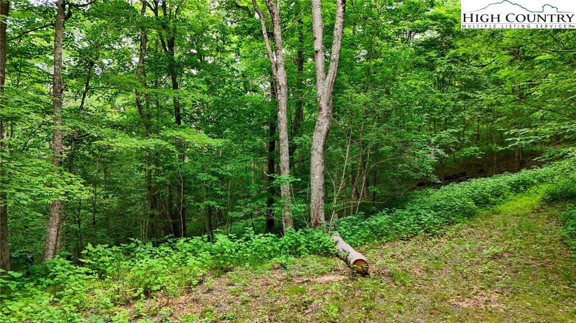 Image number 3 for the current listing