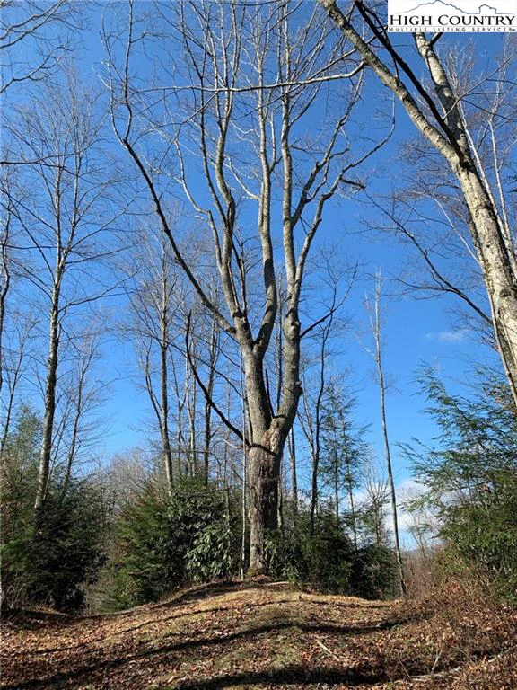 Image number 2 for the current listing