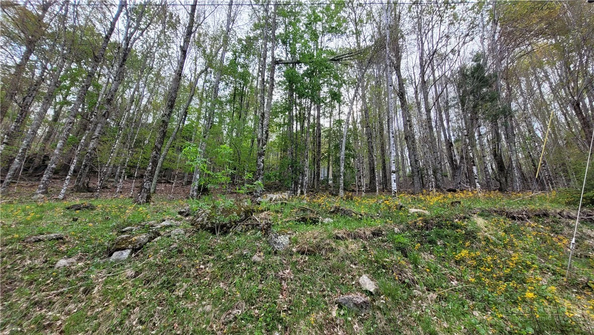 Image number 6 for the current listing