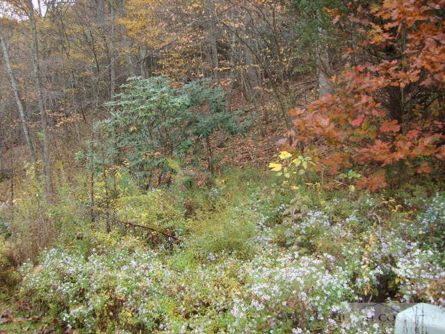 Image number 4 for the current listing