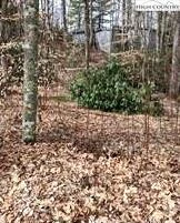 Image number 1 for the current listing