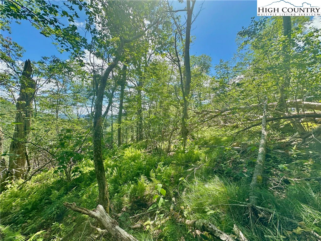 Image number 12 for the current listing