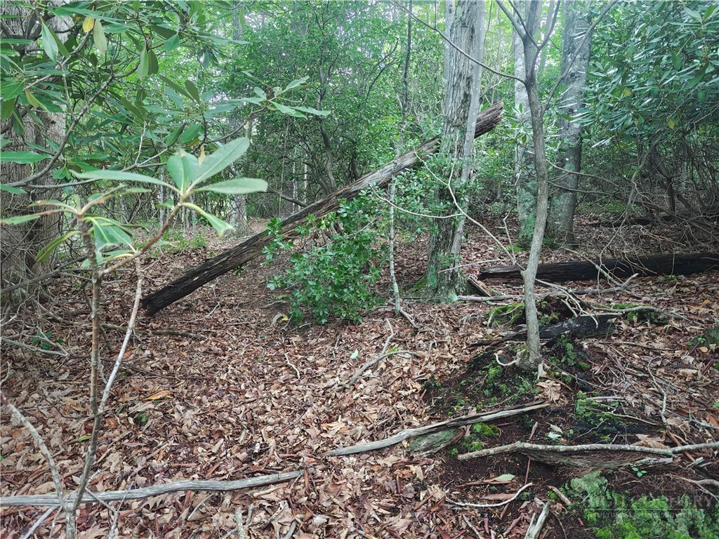 Image number 1 for the current listing