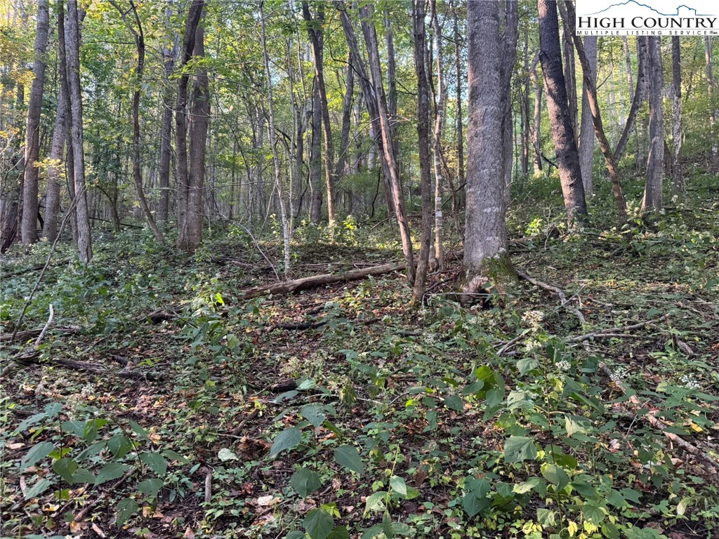 Image number 1 for the current listing