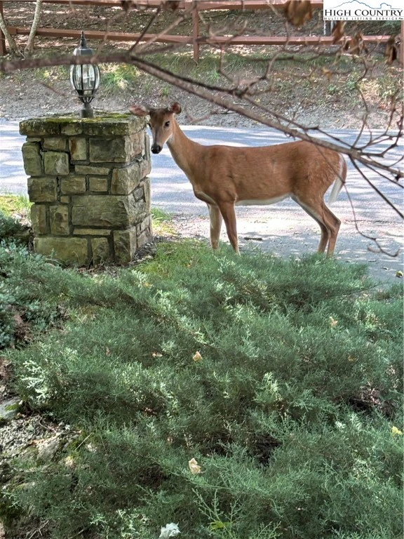 Image number 2 for the current listing
