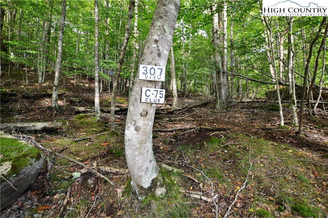 Image number 4 for the current listing