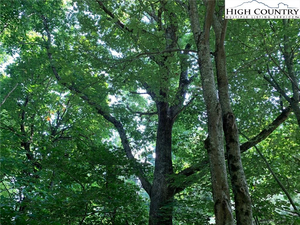 Image number 1 for the current listing