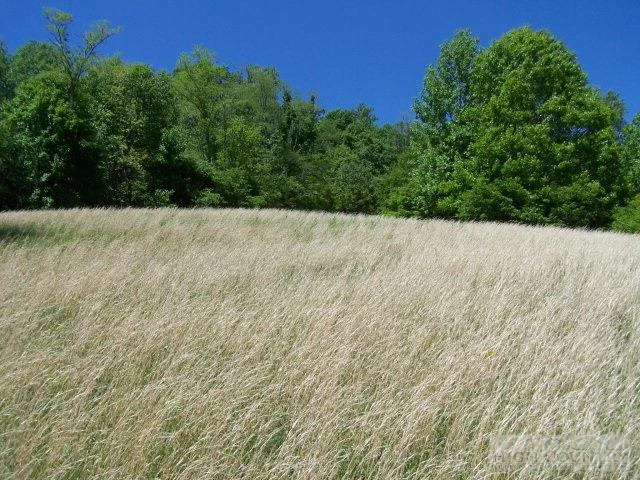 Image number 5 for the current listing