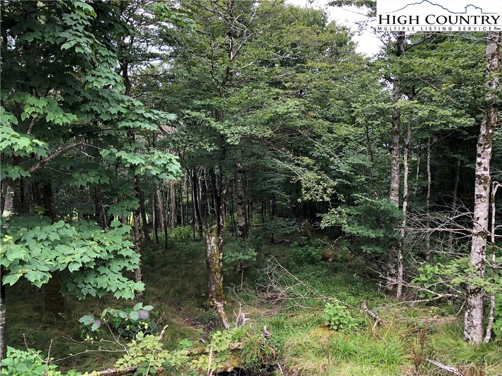 Image number 1 for the current listing