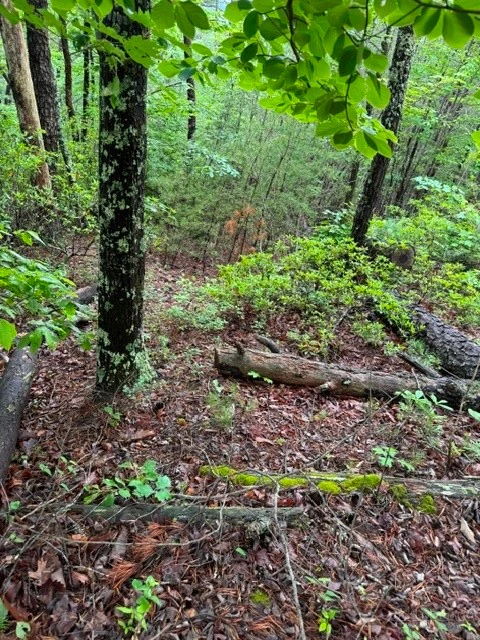 Image number 4 for the current listing