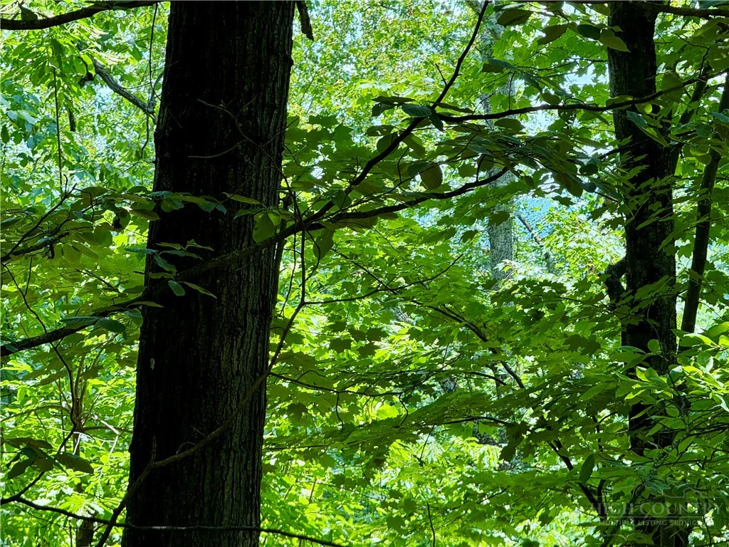 Image number 4 for the current listing