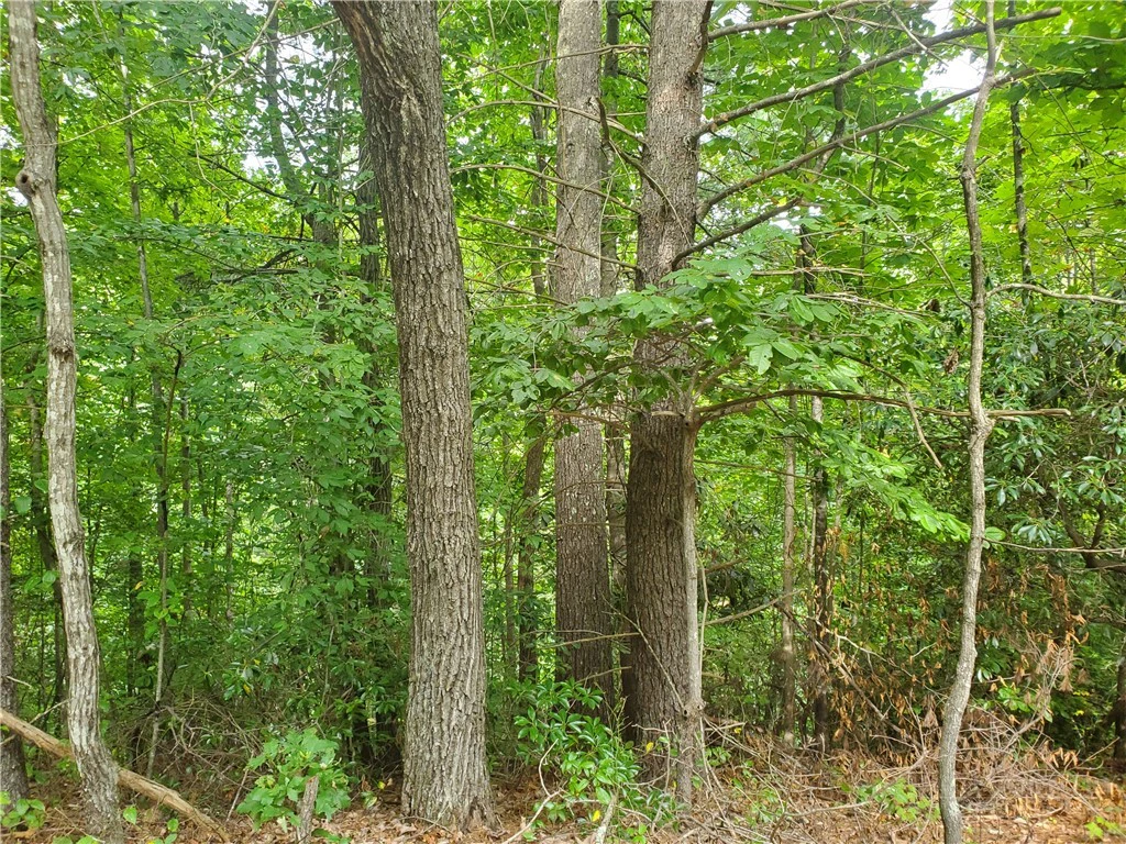 Image number 4 for the current listing
