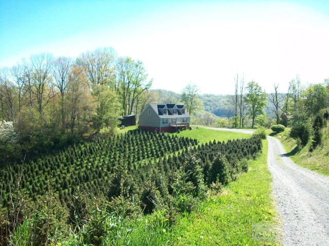 Image number 1 for the current listing