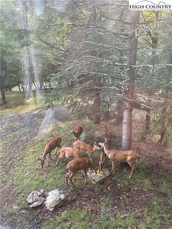 Image number 8 for the current listing
