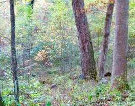 Image number 3 for the current listing