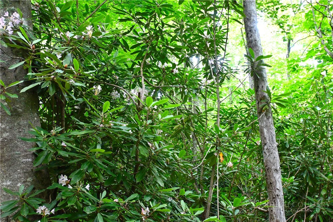 Image number 49 for the current listing