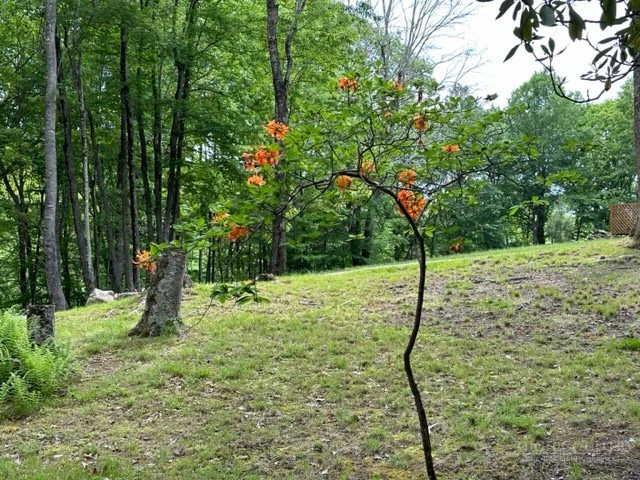 Image number 4 for the current listing