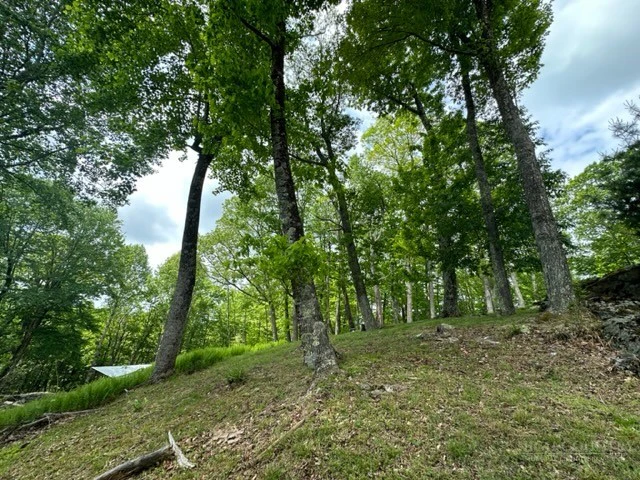 Image number 12 for the current listing