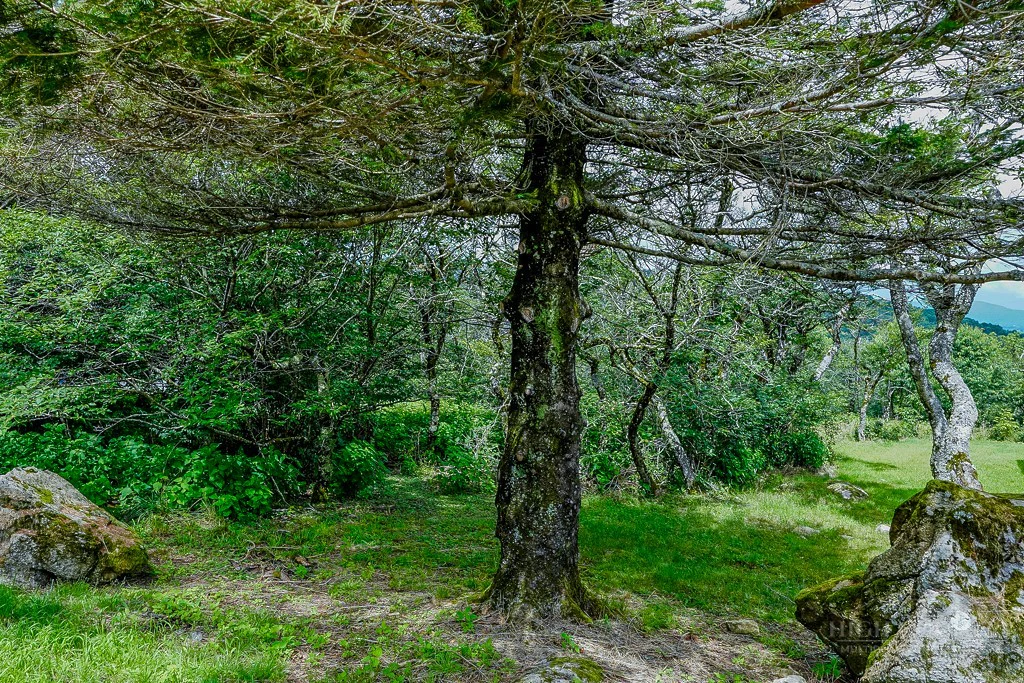 Image number 6 for the current listing