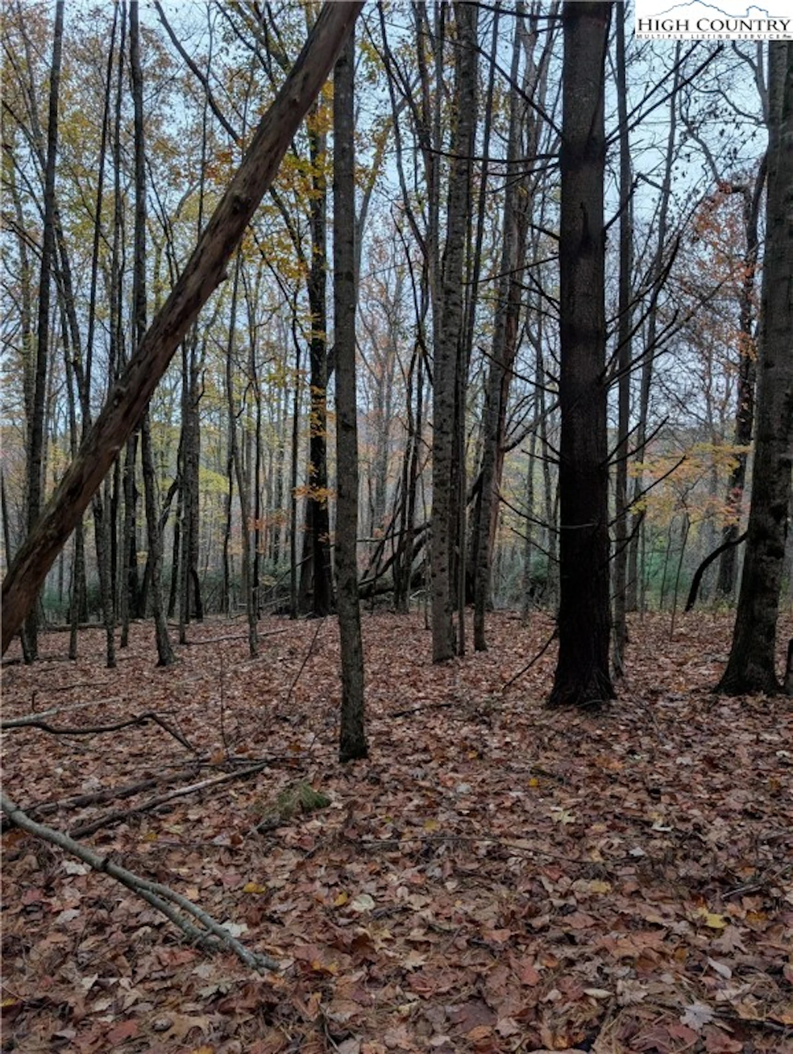 Image number 8 for the current listing