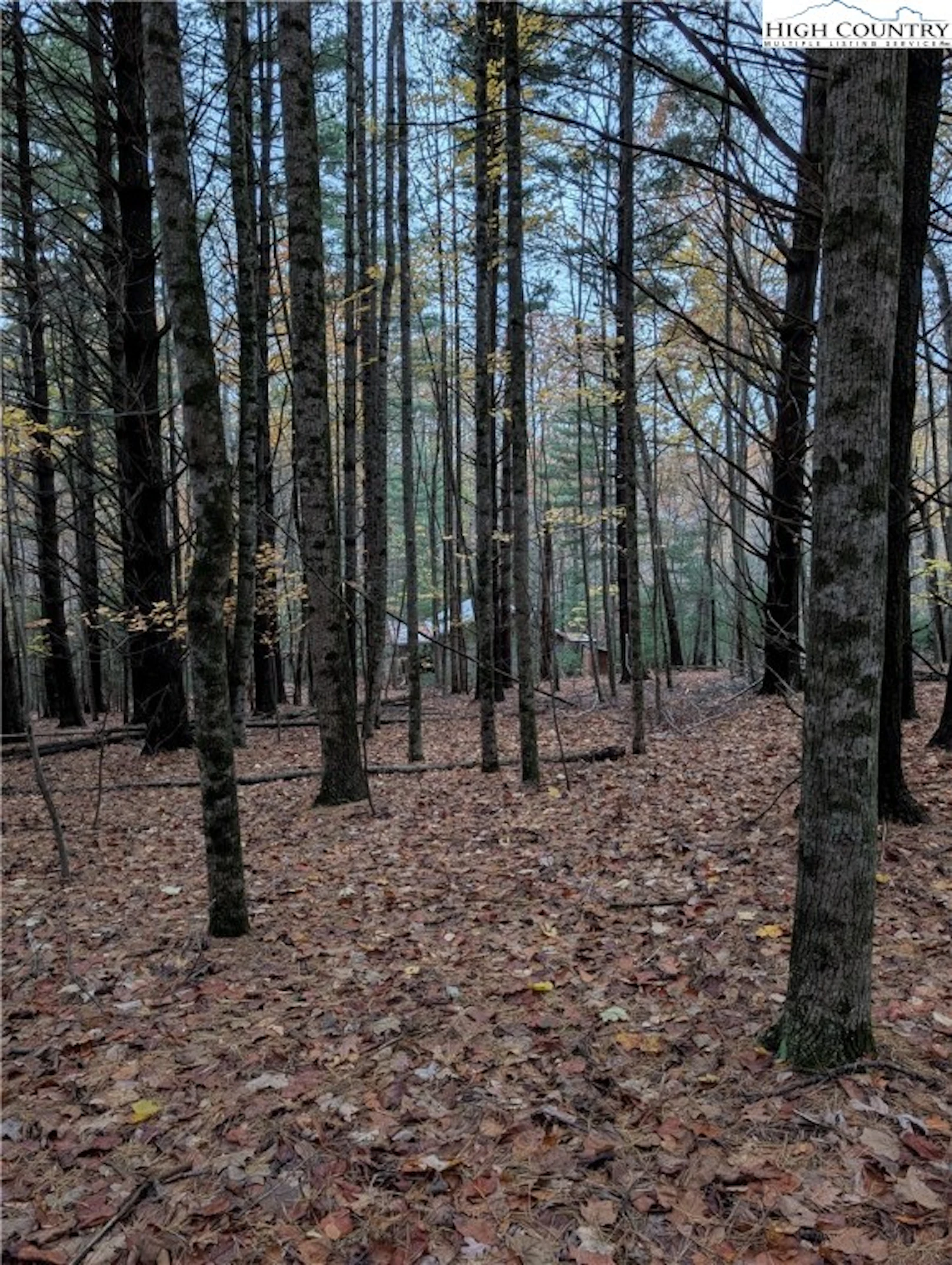 Image number 12 for the current listing