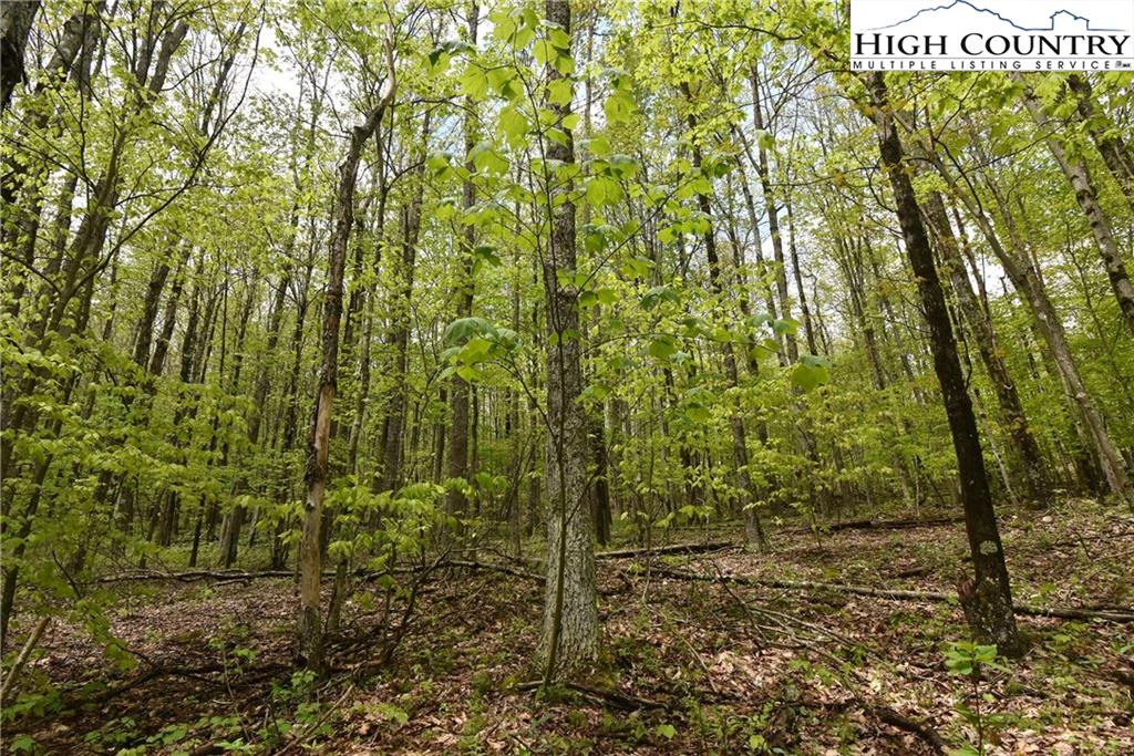 Image number 2 for the current listing
