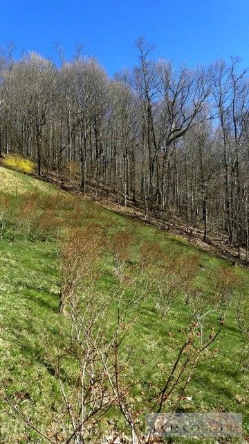 Image number 6 for the current listing
