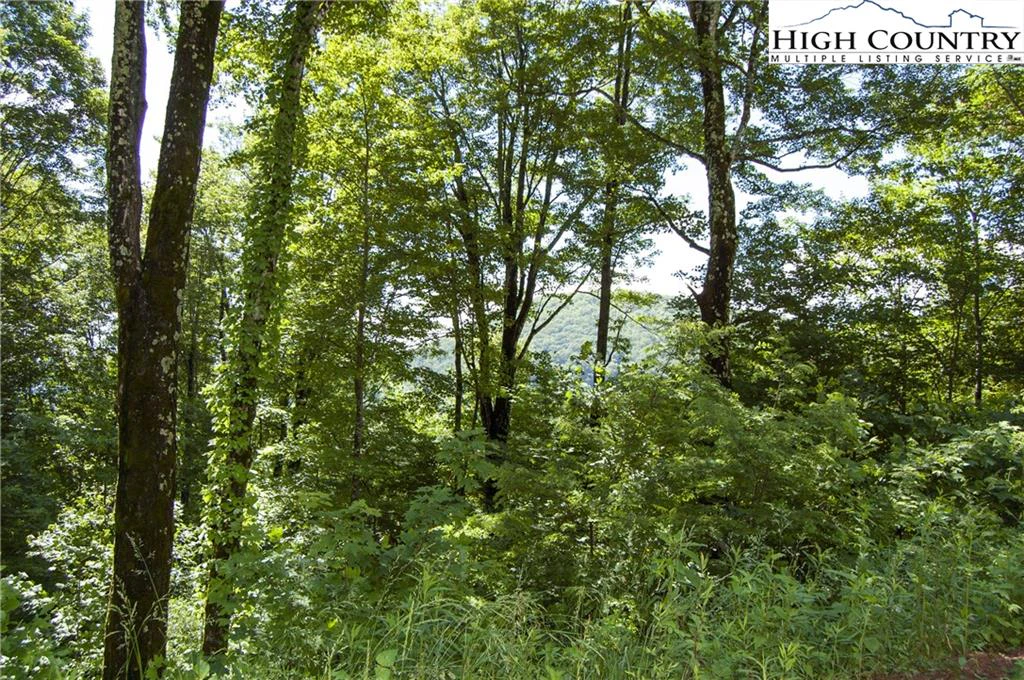 Image number 1 for the current listing