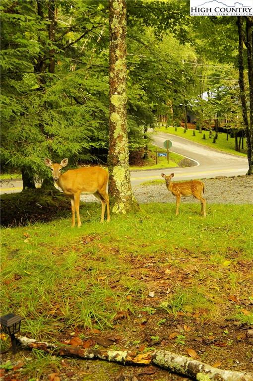 Image number 12 for the current listing