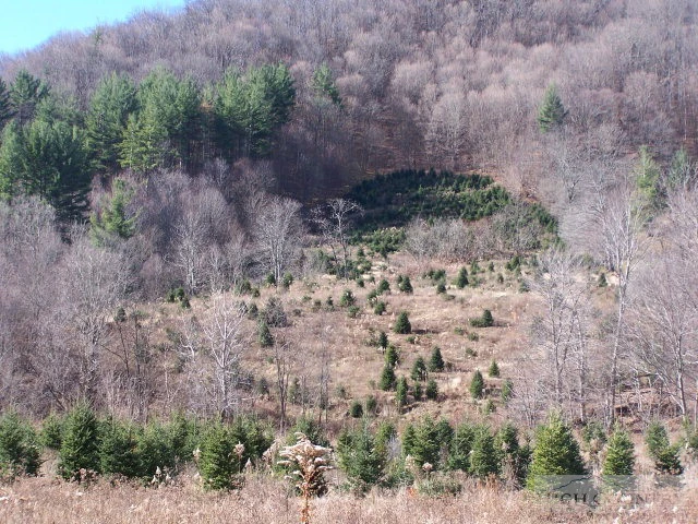 Image number 14 for the current listing