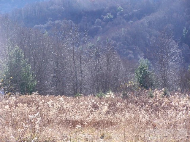 Image number 13 for the current listing