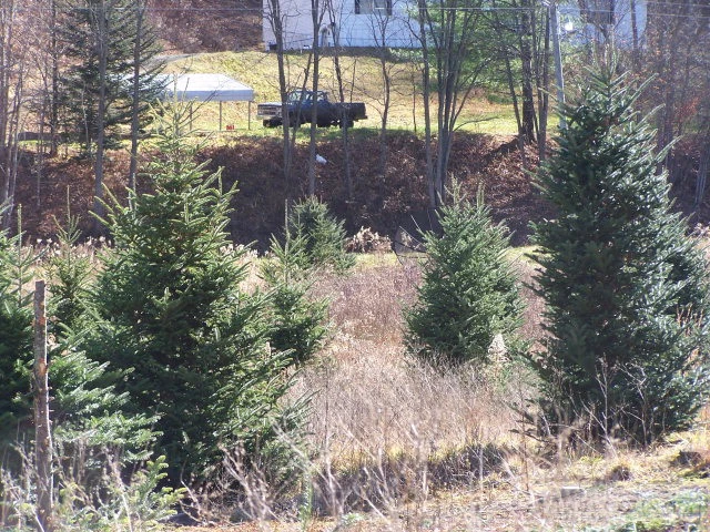 Image number 12 for the current listing