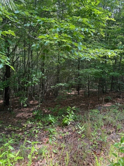 Image number 10 for the current listing