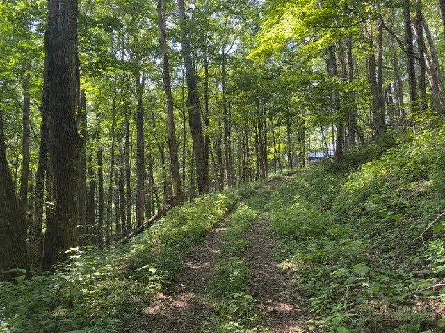 Image number 4 for the current listing