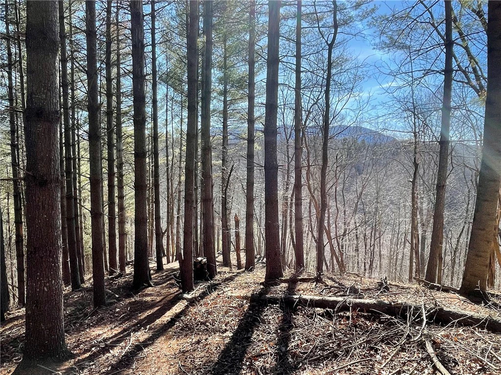 Image number 12 for the current listing