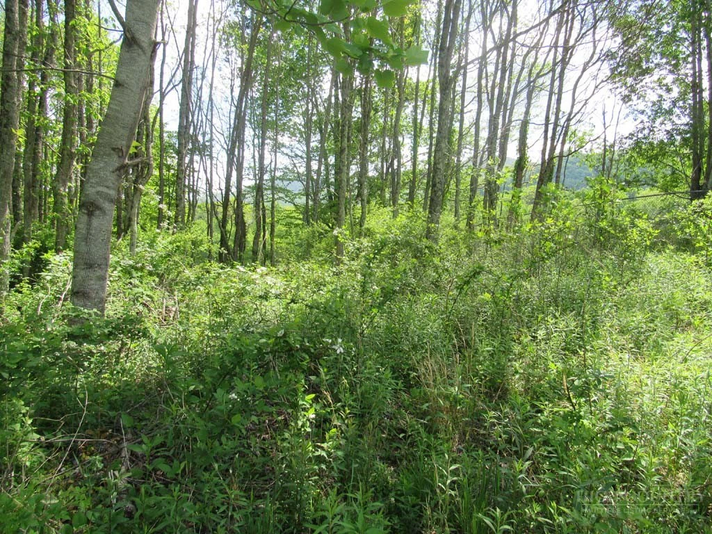 Image number 3 for the current listing