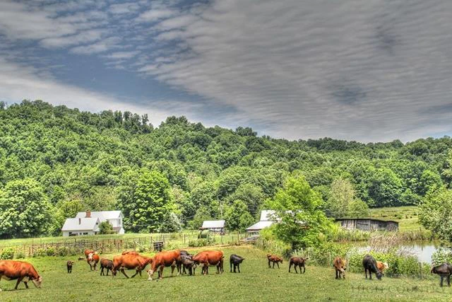 Image number 15 for the current listing