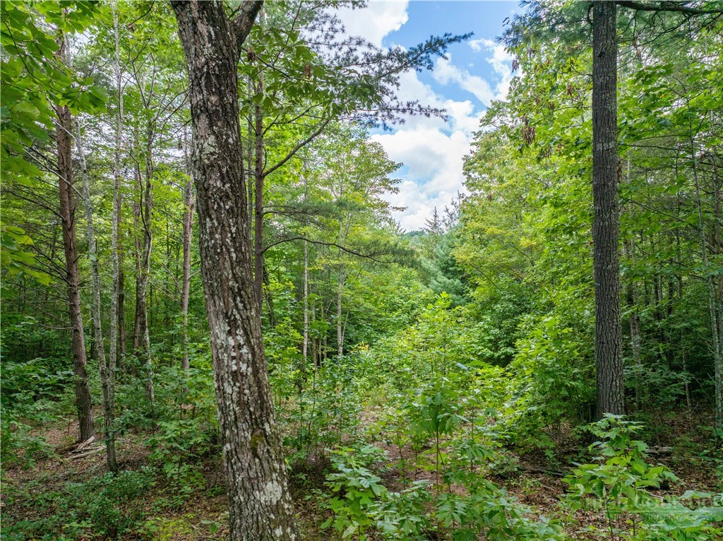 Image number 5 for the current listing