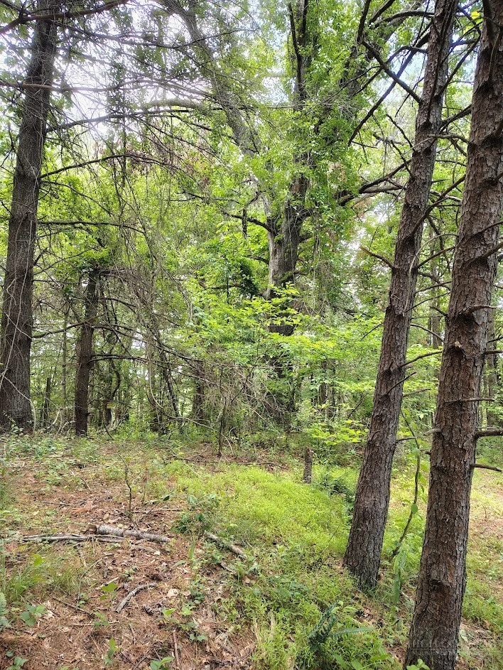 Image number 32 for the current listing