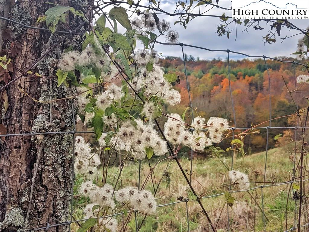 Image number 4 for the current listing
