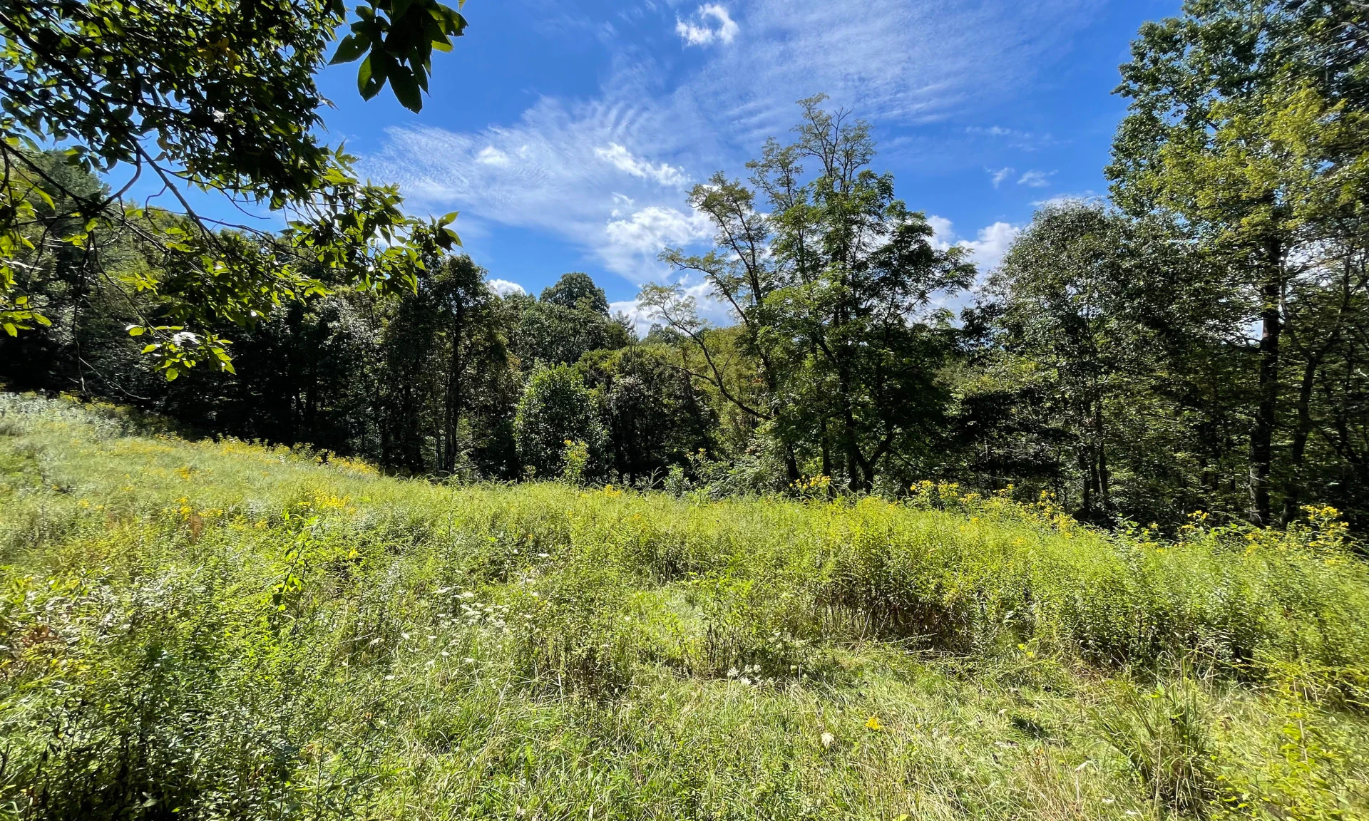 Image number 1 for the current listing