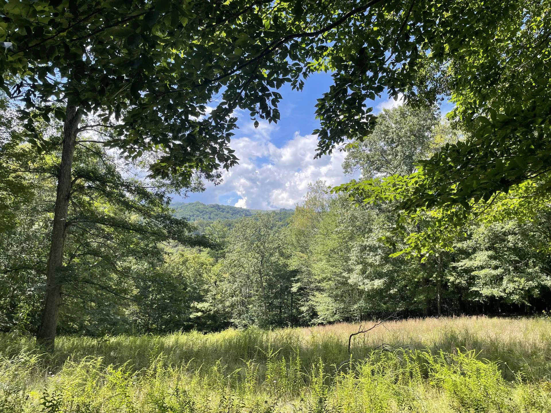 Image number 14 for the current listing