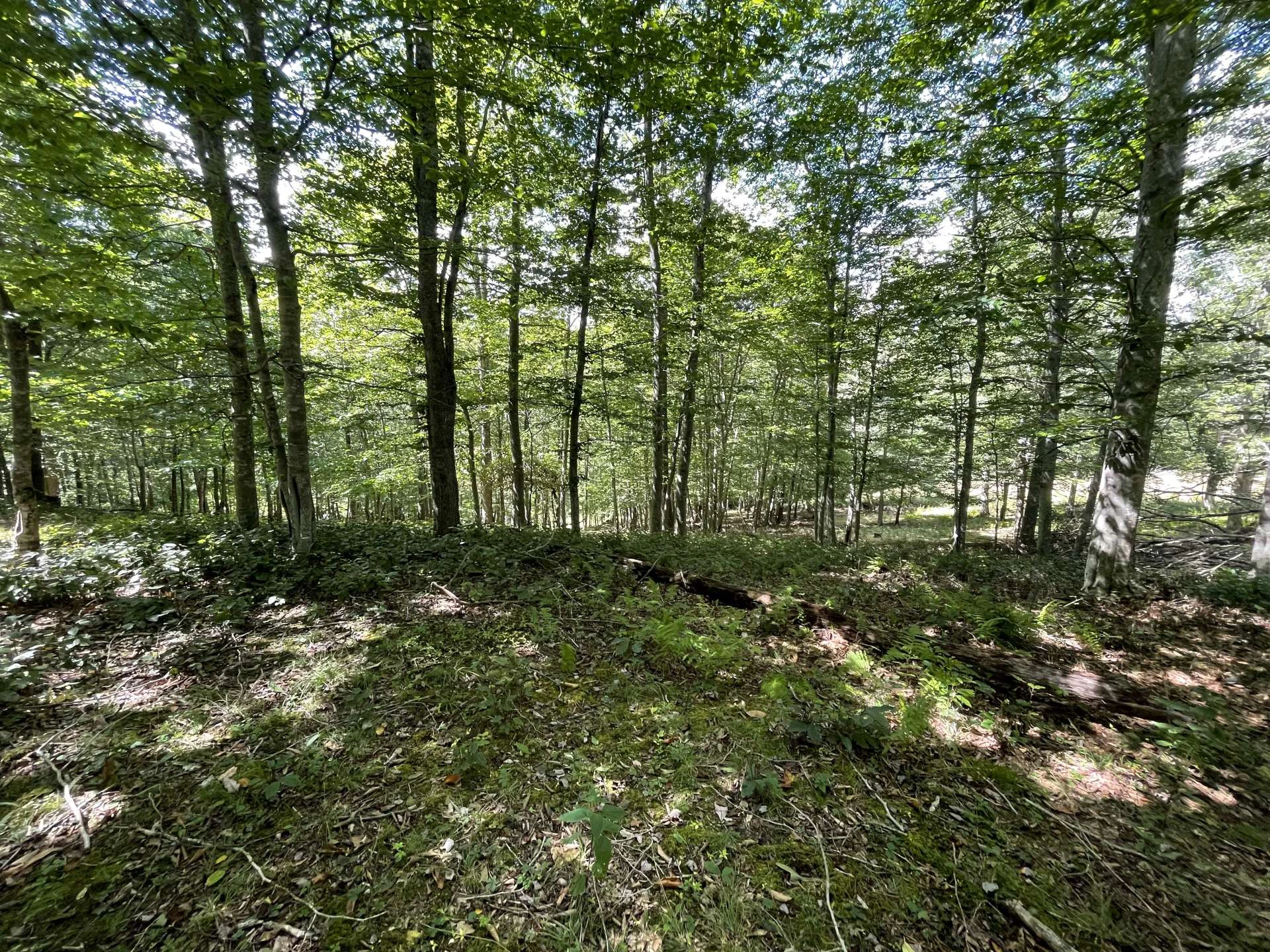 Image number 13 for the current listing